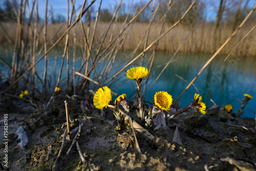 Huflattich // Coltsfoot (Tussilago farfara) 
