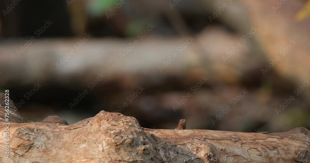 Perched on a fallen log looking to the right and then flies away, White-throated Rock-Thrush Monticola gularis Female, Thailand Perched on a fallen log looking to the right and then flies away, White-throated Rock-Thrush Monticola gularis Female, Thailand