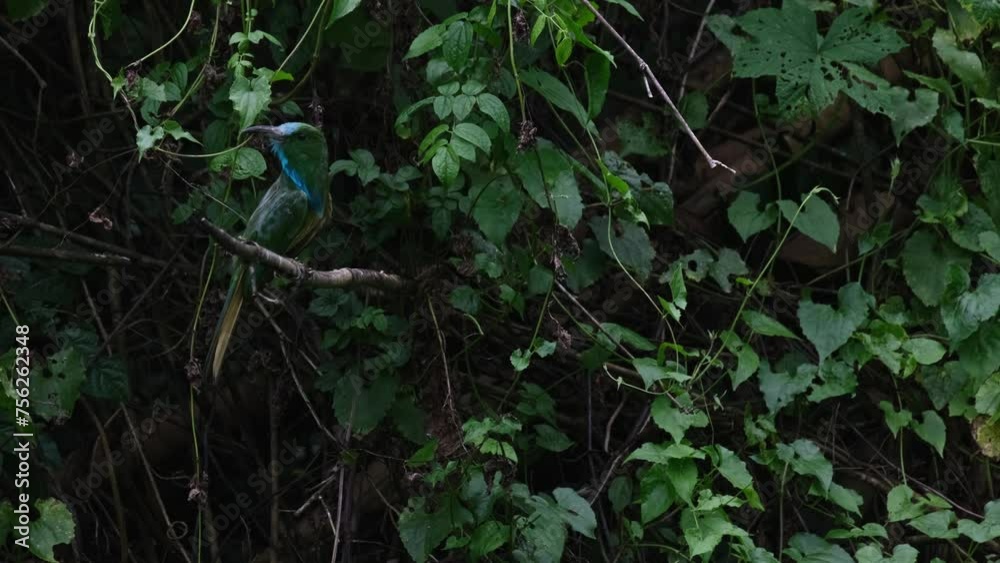 Camera zooms out while looking around up to its back for the best bee to eat, Blue-bearded Bee-eater Nyctyornis athertoni, Thailand Camera zooms out while looking around up to its back for the best bee to eat, Blue-bearded Bee-eater Nyctyornis athertoni, Thailand