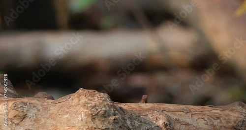 Wallpaper Mural Perched on a fallen log looking to the right and then flies away, White-throated Rock-Thrush Monticola gularis Female, Thailand Torontodigital.ca