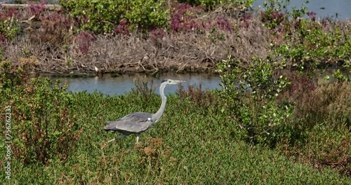 Walking through the grass to the right during a windy day, Grey Heron Ardea cinerea, Thailand photo