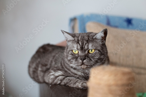 A British cat sits on the arm of the sofa and looks at the scratching post. The cat lies near the scratching post