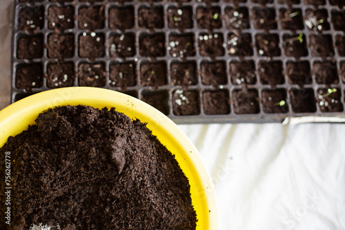 Mini containers with soil for planting plant seeds. Soil in a yellow basin, top view