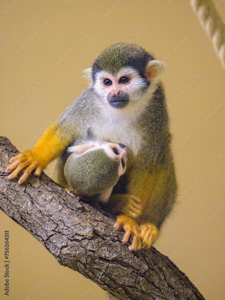 A Guianan squirrel monkey sitting on a branch A Guianan squirrel monkey sitting on a branch