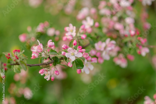 Blooming apple tree branches with web banner copy space  spring time concept