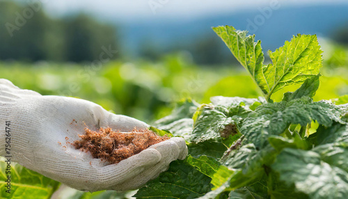 farm crops bug parasite