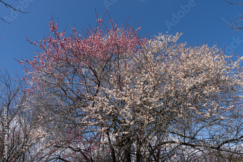 梅の花