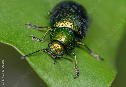 A metallic green leaf cutter beetle crawls towards the edge of a green leaf on a cloudy summer day. © Alex