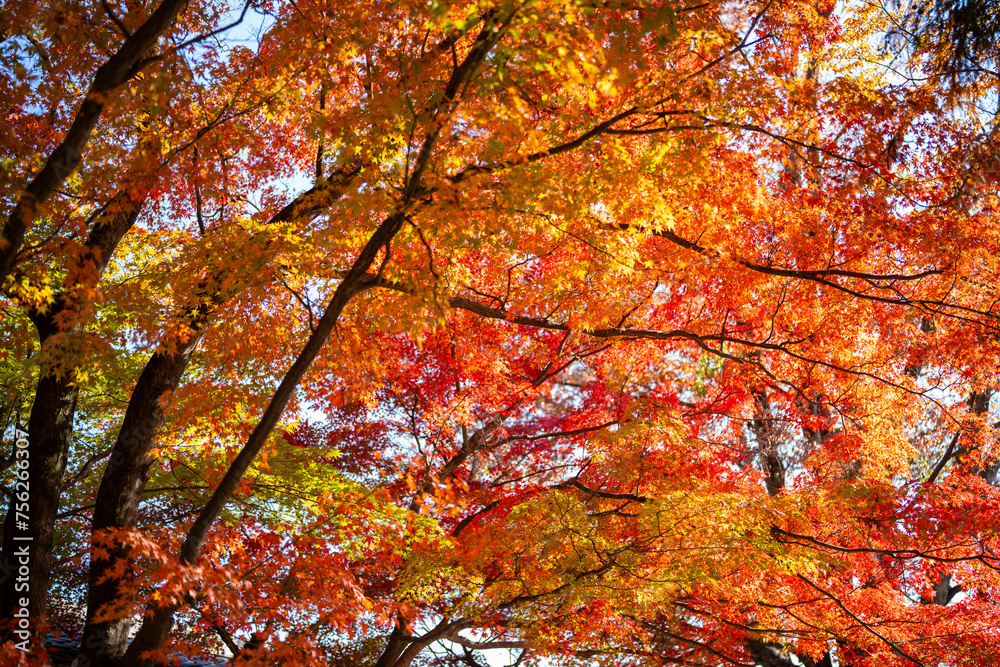 A beautiful autumn day with the sun shining through the trees. The leaves on the trees are bright orange and yellow, creating a warm and inviting atmosphere. The sunlight is shining through the leaves