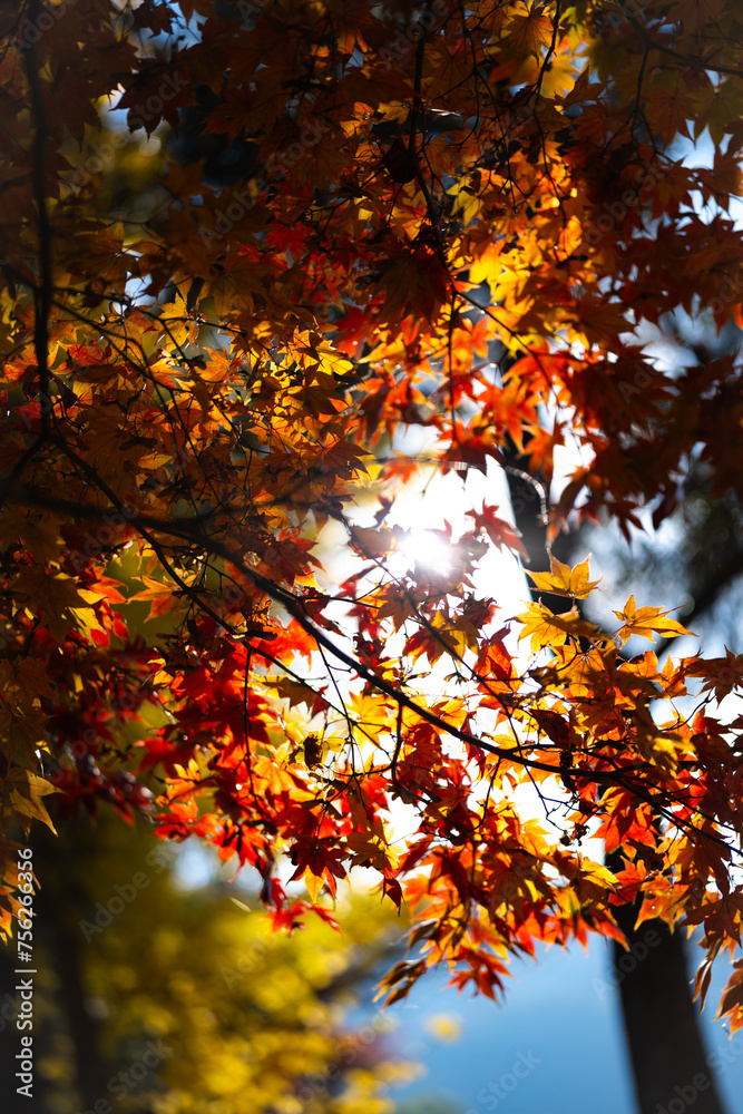 A beautiful autumn day with the sun shining through the trees. The leaves on the trees are bright orange and yellow, creating a warm and inviting atmosphere. The sunlight is shining through the leaves