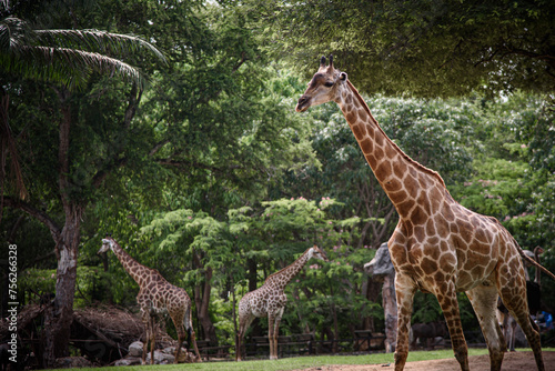 A giraffe is walking through a forest with other giraffes