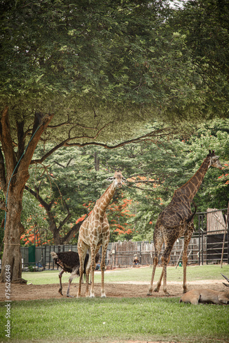 A giraffe is walking throug...
