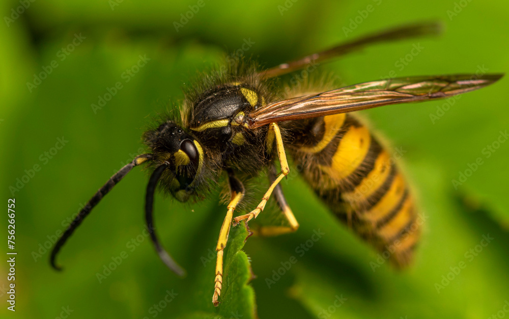 A black and yellow wasp clings to the edge of a green leaf in a thicket of grass on a summer evening. A black and yellow wasp clings to the edge of a green leaf in a thicket of grass on a summer evening.