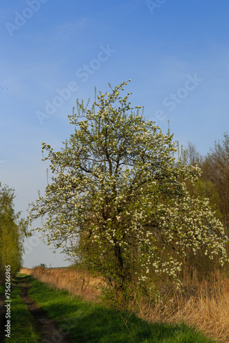 Kwitnące stare drzewa owocowe w maju
