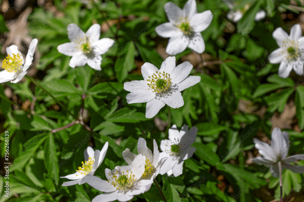 Anemone nemorosa. Spring garden background. Selective focus Anemone nemorosa. Spring garden background. Selective focus