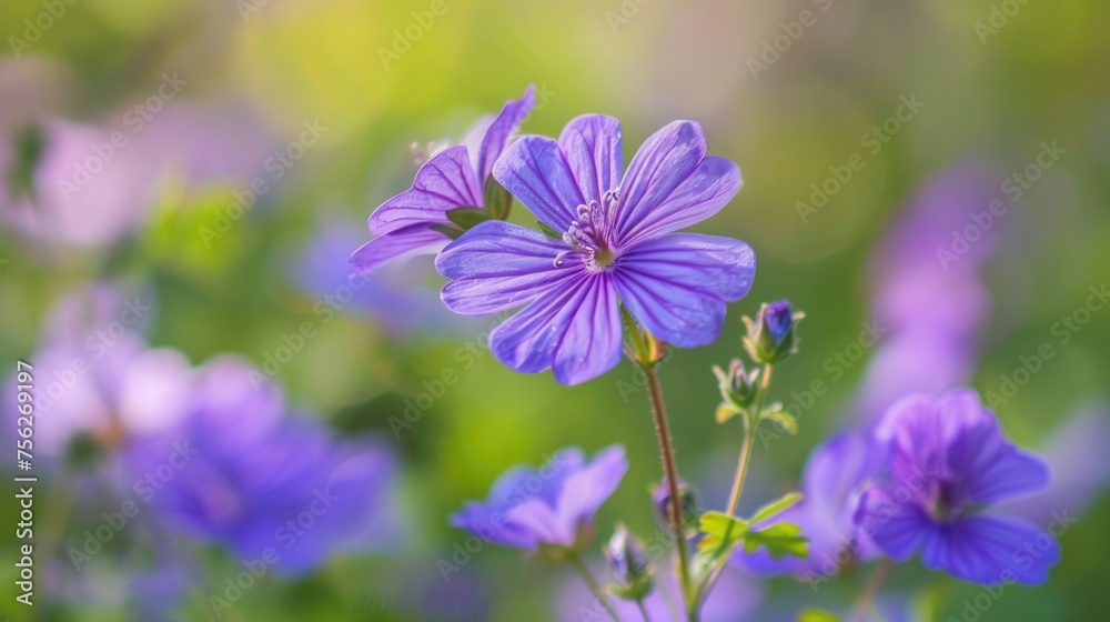 Purple cranesbill flowers close-up with blurred green background. Purple cranesbill flowers close-up with blurred green background.