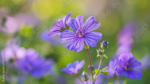 Purple cranesbill flowers close-up with blurred green background.