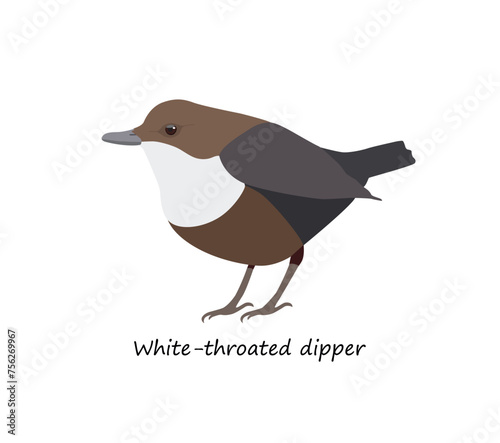 White-throated dipper isolated on white background. Vector illustration