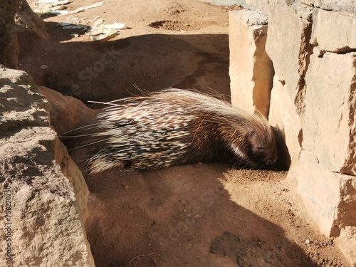 spiny porcupine is sleeeping photo