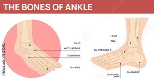 Foot bones scheme. Human ankle anatomy. Body part. Name and description. Orthopedists or artists training manual. Leg skeleton structure. Education diagram. Garish vector infographics