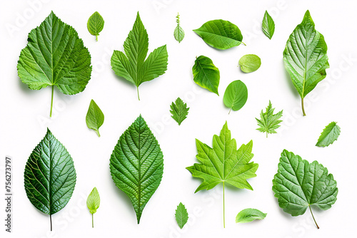 Set of green leaves, isolated on white background, set of green leaves