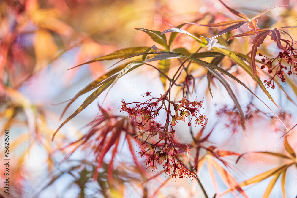blooming flowers and narrow red leaves of Japanese maple on a blurred background