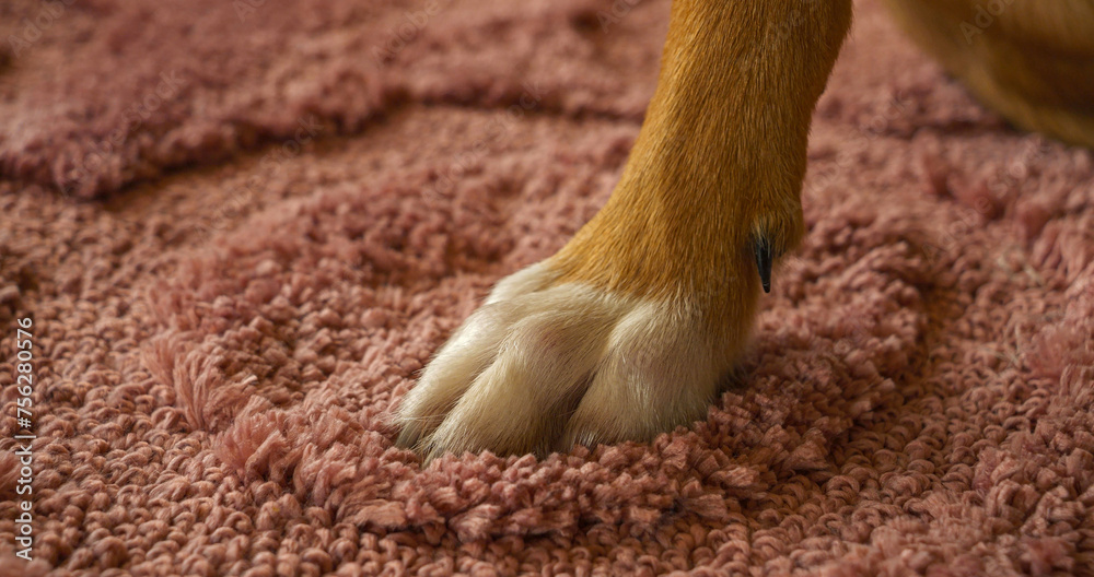 CLOSE UP: A single furry dog paw with white fur, resting on a soft pink carpet.
