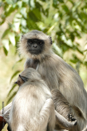 Portrait of Gray Langur with baby in Ahmedabad  India