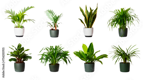 Collection of beautiful plants in pots isolated on transparent or white background. 