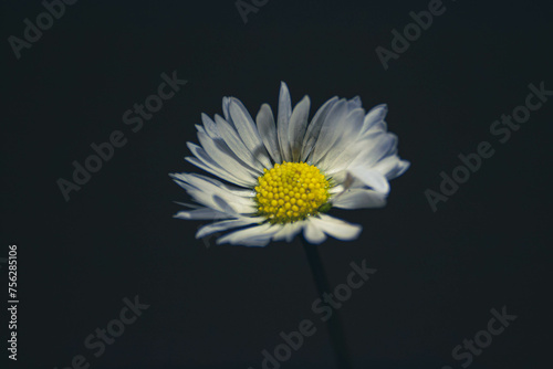 white daisy flower