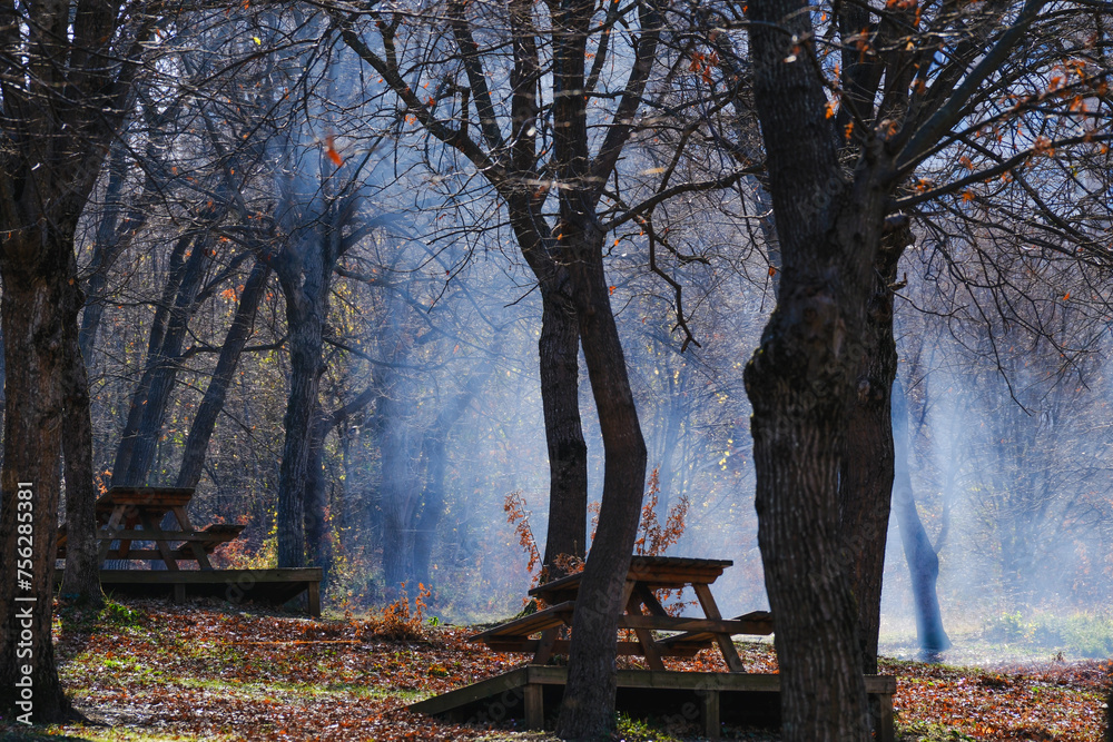 Fototapeta premium Picnic area covered with trees, trees and tables