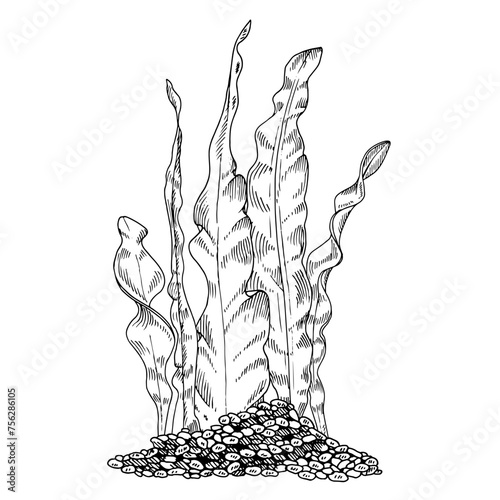 Seaweed Vector Line art. Outline algae in pebbles. Hand drawn black and white graphic clipart. Linear drawing of sea bottom. Underwater plants illustration. Aquarium decoration sketch