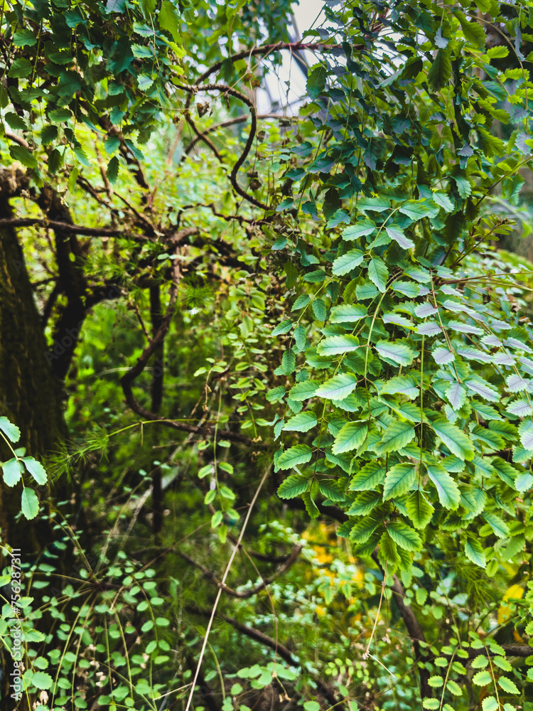 Fototapeta premium Green leaves on the tree as background .
