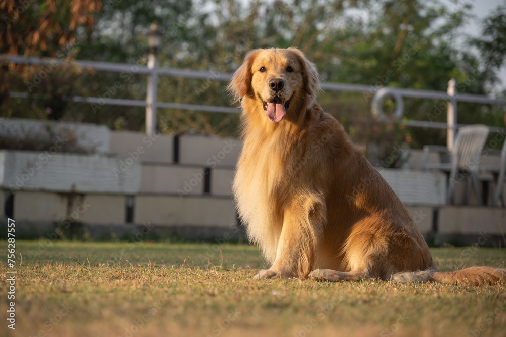 Fototapeta premium Golden retriever sits in the park on the grass in autumn.