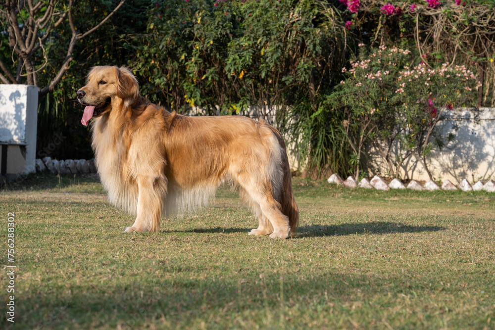 Beautiful Golden Retriever in a park, standing on the lawn Beautiful Golden Retriever in a park, standing on the lawn