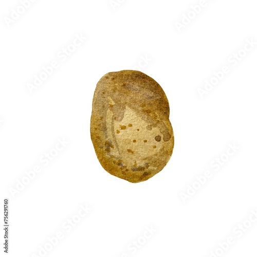 Potato root brown oval tuber watercolor sketch