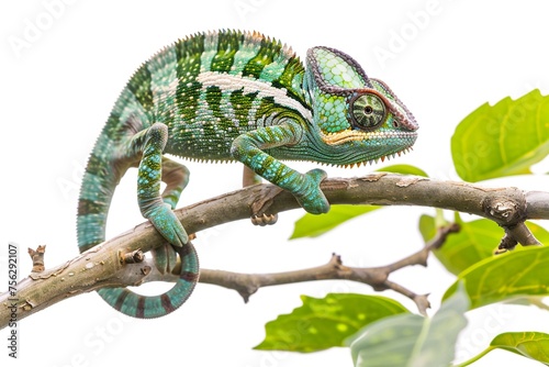 This close-up a chameleon as it grips a branch, its swirling eyes and vivid colors showcasing its unique adaptability