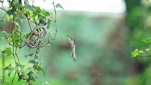 Two white butterflies are flying.Slow motion.