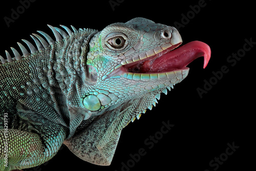 Green Iguana closeup head on black background  Head of green iguana side view on black background 