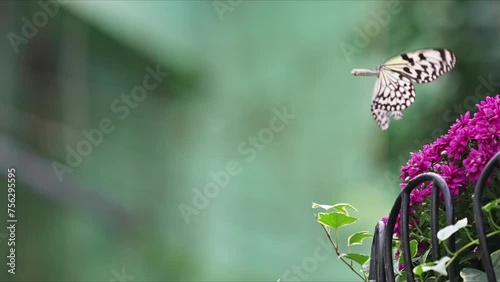 The white butterfly takes off in slow motion.