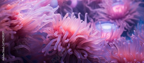 A group of electric blue, magenta, and violet sea anemones, resembling pink petals, drift underwater, resembling marine biology in a natural material habitat © AkuAku