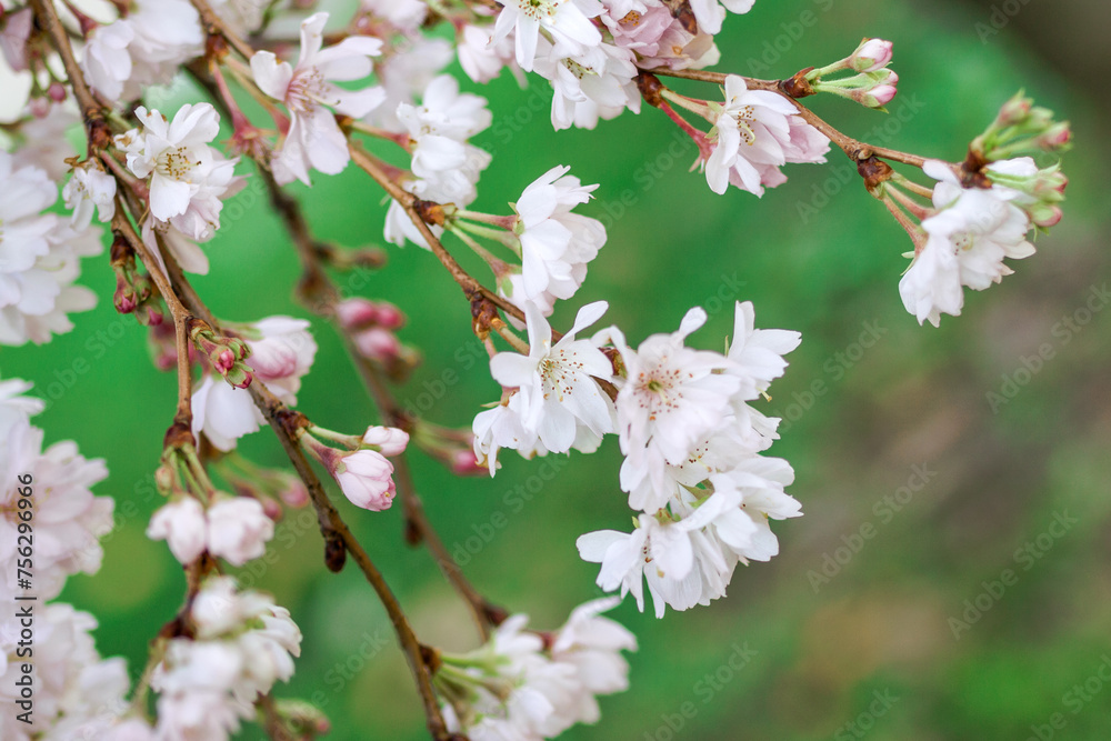 White and pink almond tree blossom for spring background. Istanbul, Turkey. White and pink almond tree blossom for spring background. Istanbul, Turkey.
