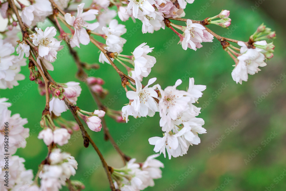 White and pink almond tree blossom for spring background. Istanbul, Turkey.