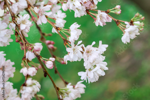 White and pink almond tree blossom for spring background. Istanbul, Turkey.