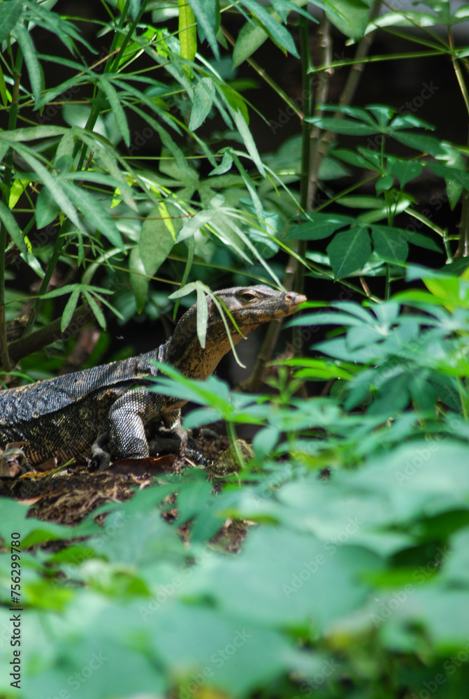 Naklejka premium snake in the grass