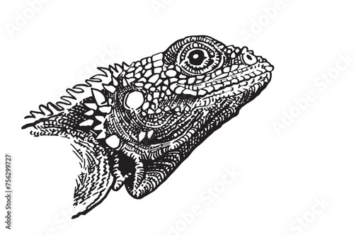 Graphical illustration of iguana portrait on white background, vector illustration 