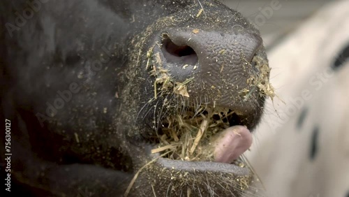 Cow chewing the stover.  Close-up to mouth slow motion. photo