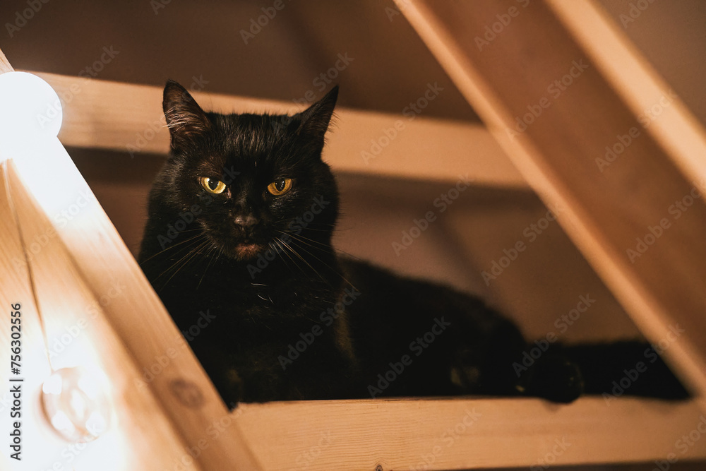 The cat is resting on the wooden stairs and gazing at the glow. The light and the shadow make an artistic scene.