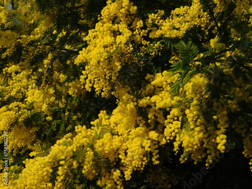 mimosa in fiore 