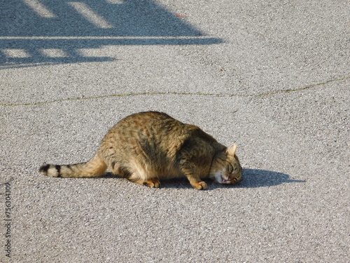 gatto randagio in strada photo